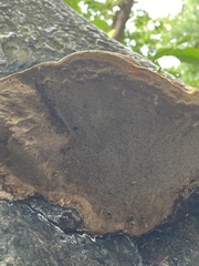 Fomitopsis mounceae