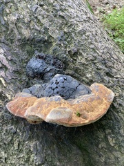 Fomitopsis mounceae