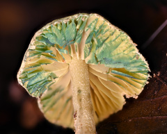 Lepiota trichroma