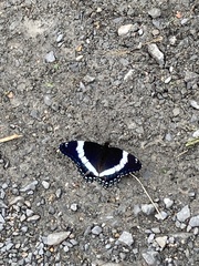 Limenitis arthemis arthemis