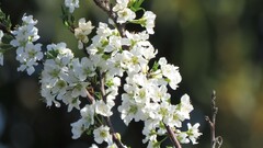 Prunus domestica
