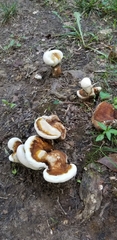Ganoderma lobatum