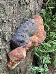 Fomitopsis mounceae