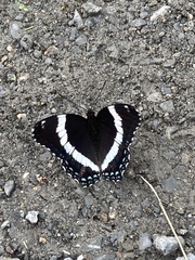 Limenitis arthemis arthemis