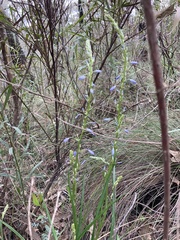 Caesia calliantha