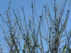 Prunus domestica