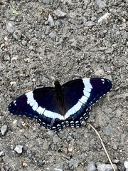Limenitis arthemis arthemis