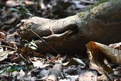 Stenocercus roseiventris