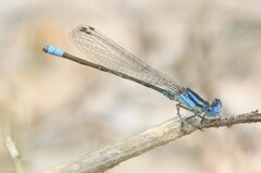 Argia alberta