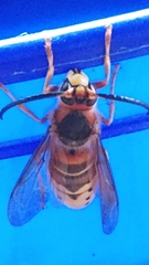 Vespa crabro