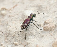Cicindela fulgida
