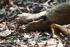 Stenocercus roseiventris