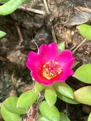 Portulaca amilis