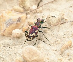 Cicindela fulgida