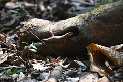 Stenocercus roseiventris