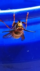 Vespa crabro