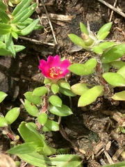 Portulaca amilis