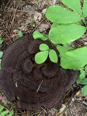 Phaeolus