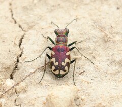 Cicindela fulgida