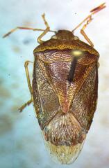 Pentatomidae