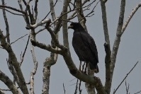 Buteogallus urubitinga