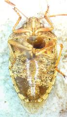 Pentatomidae
