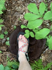 Phaeolus