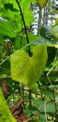 Marah oregana