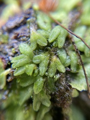 Riccia