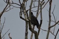 Buteogallus urubitinga