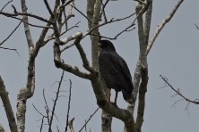 Buteogallus urubitinga