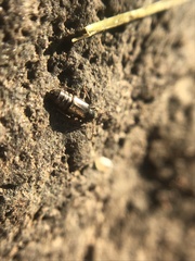 Lesteva longoelytrata