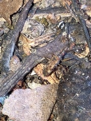 Ozophora picturata
