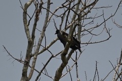 Buteogallus urubitinga