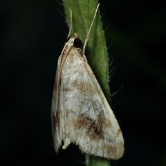 Evergestis lunulalis
