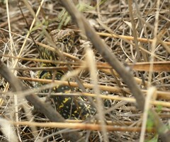 Crotaphytus collaris