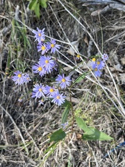 Symphyotrichum oolentangiense