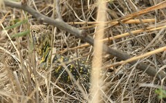 Crotaphytus collaris