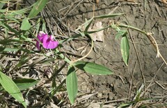 Lathyrus latifolius
