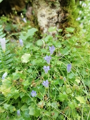 Hesperocodon hederaceus