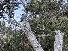Egretta novaehollandiae