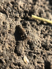 Lesteva longoelytrata