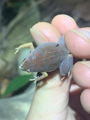 Chiasmocleis supercilialba