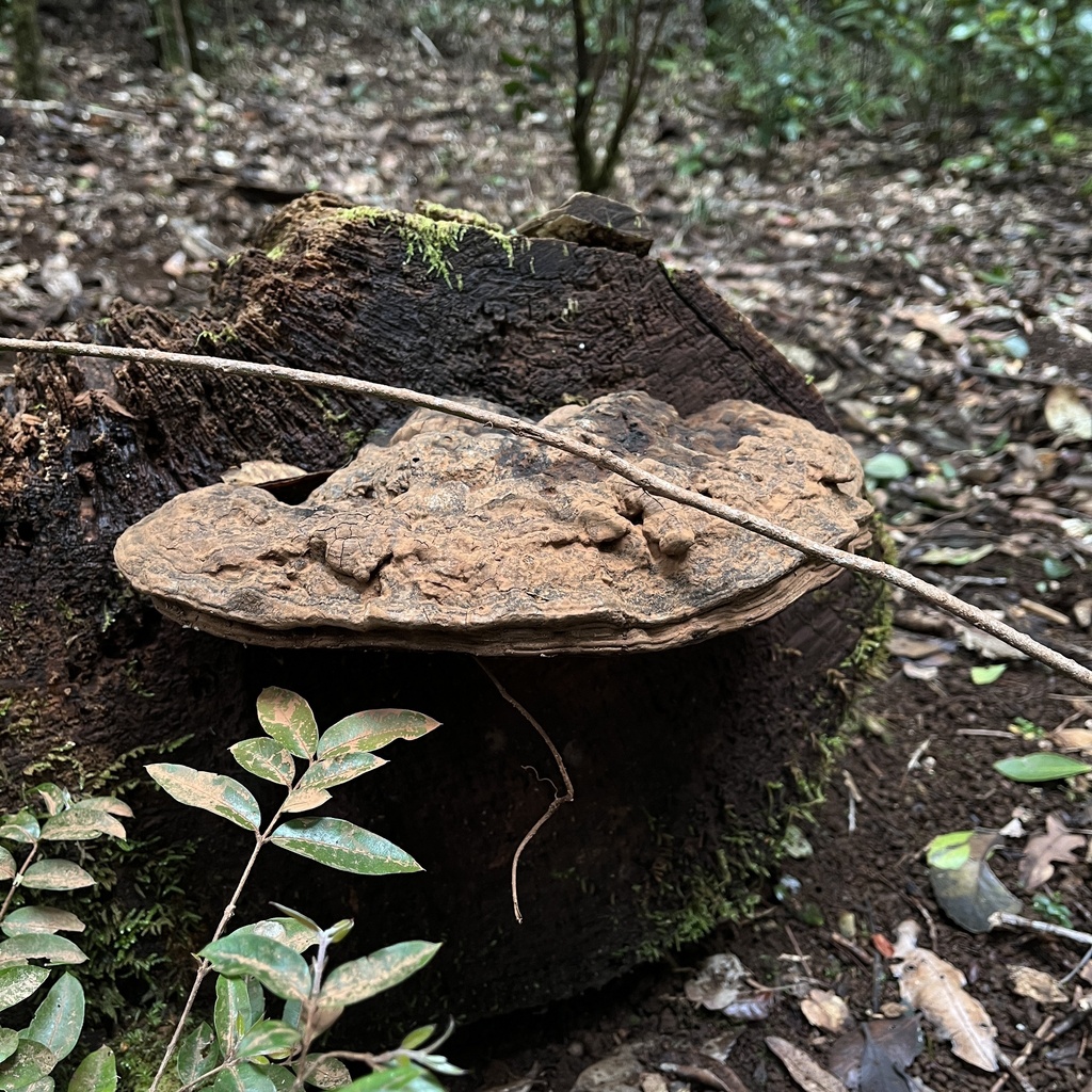 Ganoderma australe · September 2022 · photo: © cristianriquelme (iNaturalist, cc-by)