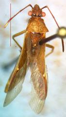 Alydidae