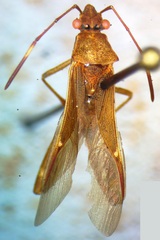 Alydidae