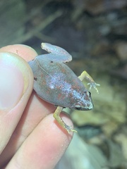 Chiasmocleis supercilialba