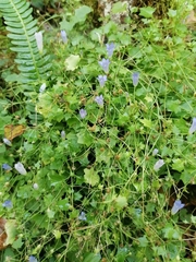 Hesperocodon hederaceus