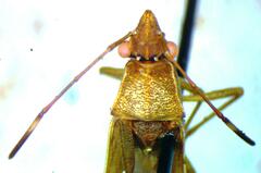 Alydidae