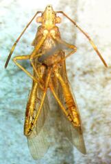 Alydidae